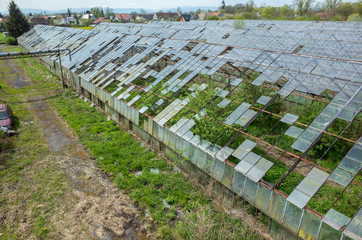 Destroyed greenhouses