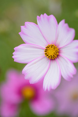 Obraz premium コスモス