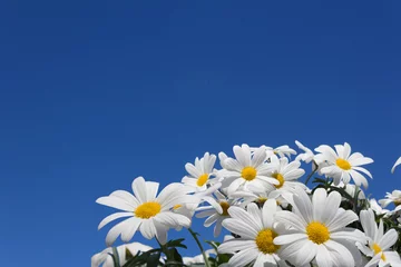 Foto auf Acrylglas Gänseblümchen daisy flowers blue sky - daisies