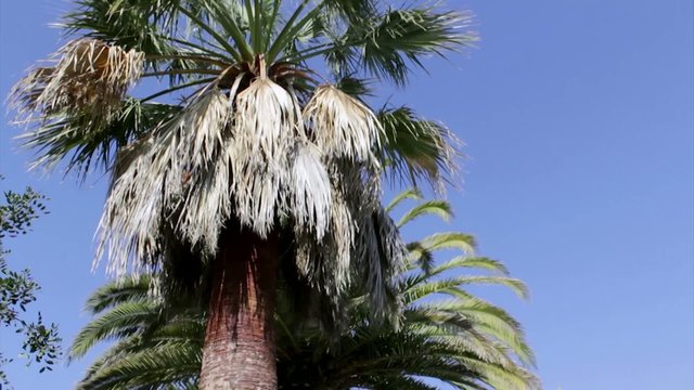 Palm tree cleaning and treatment, red weevil pest control