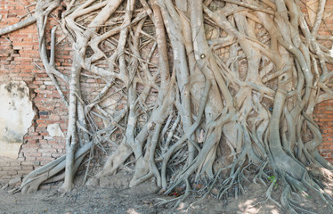 Sacred fig on temple wall