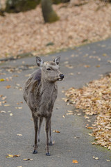 鹿のポートレート
