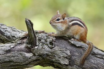 Wild Turkey in Autumn