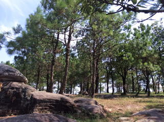 Fototapeta na wymiar Pine forest on the mountain
