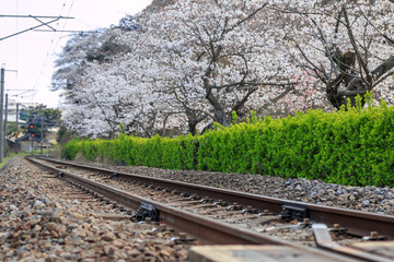 Fototapeta na wymiar 桜と線路