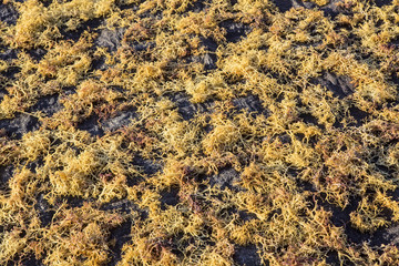 seaweed drying in the sun, Nusa Penida, Indonesia © vladislav333222