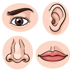 Vector illustration of depicting the 4 senses