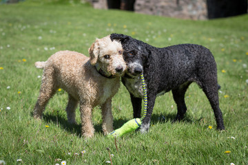 Spanish Water Dogs