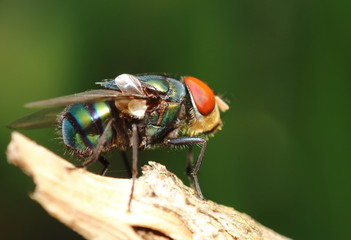 Small insect