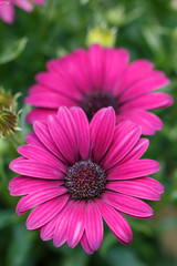 Obraz premium デイジー