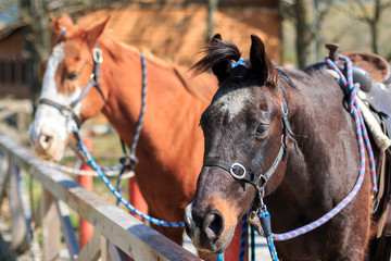 Obraz premium 馬のポートレート