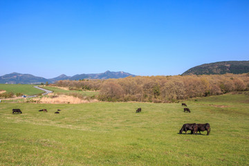 牛の放牧