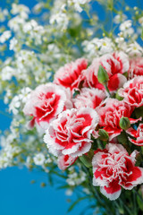 カーネーション