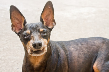 Miniature Pinscher Dog
