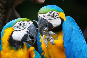 parrot