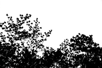 Tree Branches Cutout