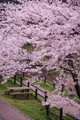 Papier Peint photo Fleur de cerisier 桜