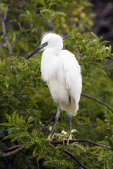 Snowy Egret Chick