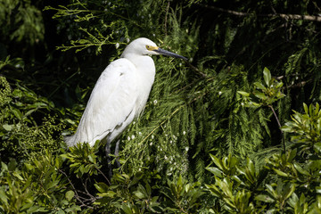 Snowy Egret Juvenile