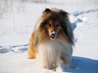 Red rough collie on a snow background