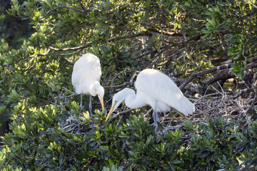Great Egrets Watching Nest