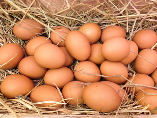 Chicken eggs