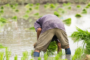 transplant rice seedlings in july