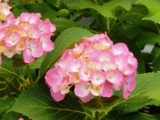 アジサイ　植物
