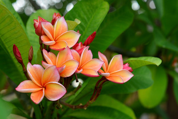 Plumeria spp. (frangipani flowers, Frangipani, Pagoda tree or Te