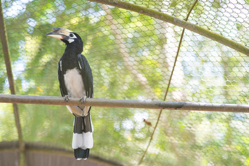 Oriental pied hornbill hold on perch