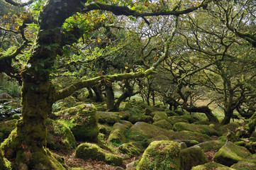 Wistman's wood in Dartmoor, United Kingdom