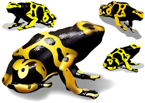 Yellow Banded Dart Poison Frog (Dendrobates leucomelas) Set