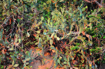 Cactus in sunset light