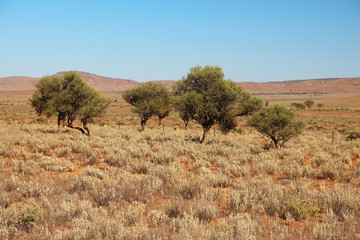 Australian bush