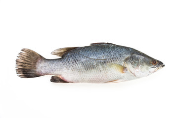 Sea bass fish