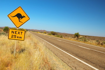 Kangourous sur la route