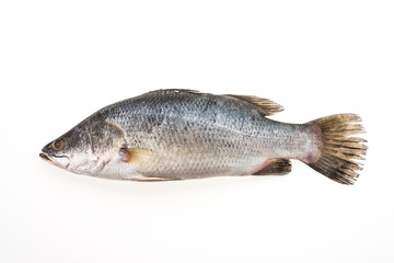 Sea bass fish