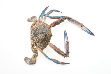 Raw crab