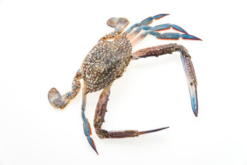 Raw crab