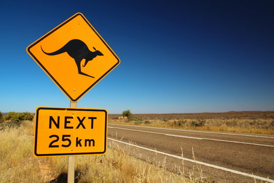 Kangaroos on the road