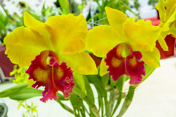 Cattleya orchid
