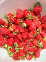 récolte des fraises