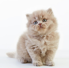 british long hair kitten