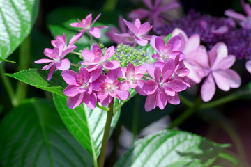 beautifu purple hydrangea flower