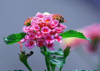 lovely colorfull lantana flower