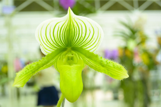 Paphiopedilum
