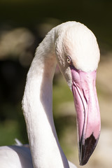 Obraz premium Greater Flamingo