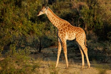 Naklejka na ściany i meble Baby giraffe in natural habitat