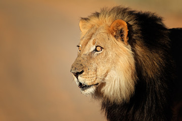 African lion portrait