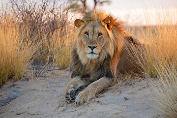Großer männlicher afrikanischer Löwe, Kalahari-Wüste